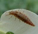 Lacewings Neuroptera Green and brown lacewings are important for pest control.