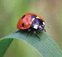Ladybirds Coccinellidae Most commonly consume aphids and scale insects.