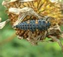 Larvae are distinctive, brightly coloured and commonly seen feeding on