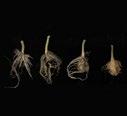 Clubroot F Plasmodiophora brassicae Plant vigour is affected by clubroot infection