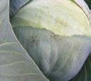 Light leaf spot F Pyrenopeziza brassicae Brussels sprouts and processing cabbage are
