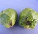 and on sprouts. Severe infections can cause early senescence and rotting of outer leaves.