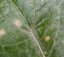 F Phoma leaf spot/canker (also known as black leg, and dry rot on roots) Phoma lingham