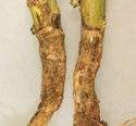 Several weeks after leaf spots it invades the stem, cankers form on the lower stem and roots