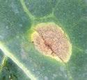 F Ringspot Mycosphaerella brassicicola Major foliar disease of UK head and leafy Brassicas, causing