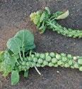 Symptoms may also be absent. Turnip yellows virus (TuYV) is a cause of tipburn in white cabbage.