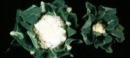 Buttoning Occurs in broccoli and cauliflower. Development of small curds (buttons) on immature plants.