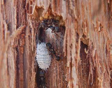 When temperatures rise in the spring, mealybug crawlers emerge, moving up on the trunk to feed on the nutrient-rich shoots.