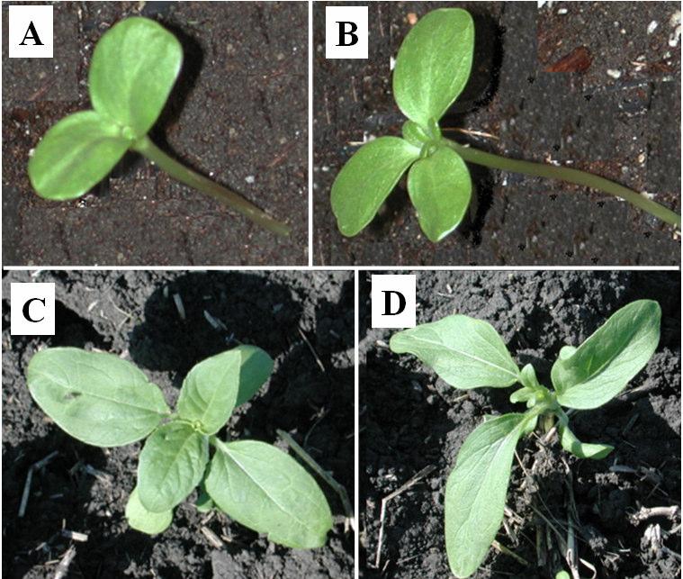 observed with the mutant plants since all plants produced self-pollinated progeny. In the progeny, seedlings with one and four cotyledons were observed at very low frequency.