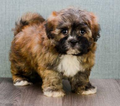 ShiChon "Teddy Bear" Puppy Photo may not be acutal puppy available for auction, but it will be a litter mate of this dog. Color may vary.