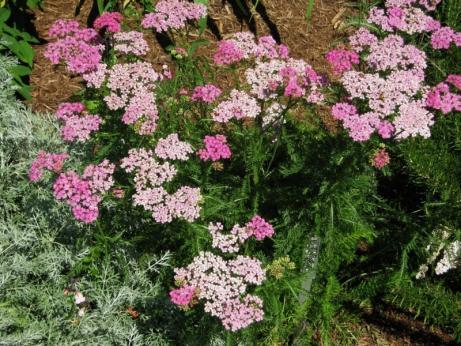 NP Achillea millefolium Heidi Yarrow is among the best perennials for planting in dry and sunny locations, providing good color throughout the summer months.