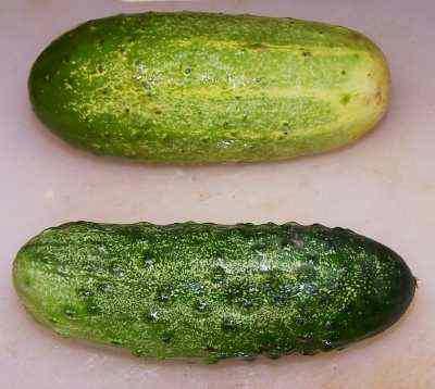 The picture at right shows a good cucumber for pickling (bottom) and a bad one (top). The good one is dark green, firm, and not bloated. It has lots of warts!