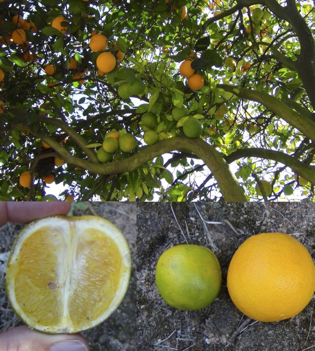UH CTAHR Citrus Huanglongbing Figure 2. South African sweet orange infected with Candidatus Liberibacter africanus (LAF).