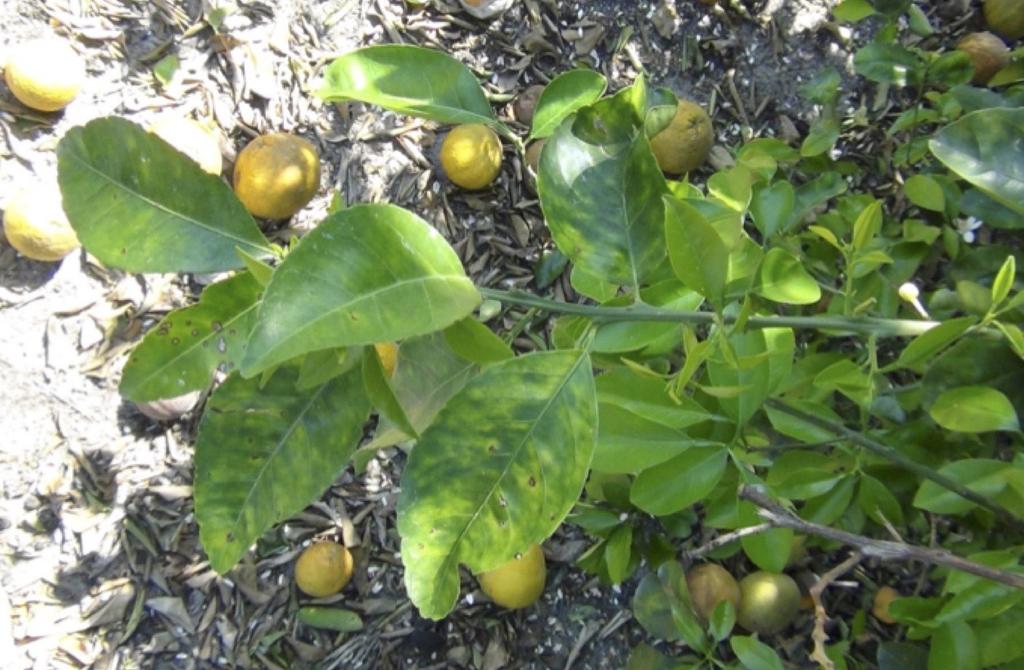 2017 Figure 3. Sweet orange with symptoms of huanglongbing (HLB) in Hainan province, China.