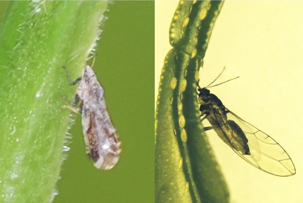 Figure 7. The Asian citrus psyllid (Diaphorina citri) (left) and the African citrus pysllid (Trioza erytreae) (right) both transmit bacteria associated with huanglongbing/citrus greening. Photo of T.