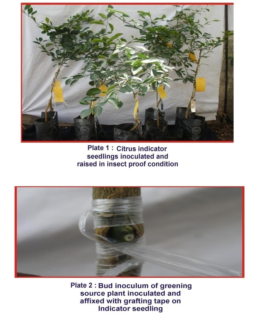 tissue grafting and its detection is made by indexing on indicator plants like sweet orange and acid lime, and is the practical method for confirmation for its presence in field trees (Nariani, 1985).