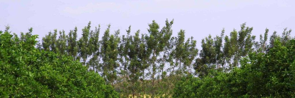 Windbreaks (Grevillea robusta) are