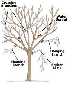 Pruning for Health of the Proper Pruning Home Orchard * Guide tree growth by cutting