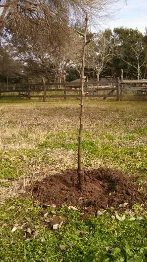 Success *Trim tree, 1/3 root, 2/3 tree *Trim limbs *Trim broken roots *Soak roots *Dig the hole *Score the hole *Plant tree,