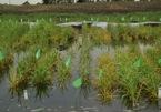 New Research Activities: To incorporate stress tolerance, such as water-logging tolerance, into barley germplasm 1 st day of waterlogging treatment in the field 6 th days after waterlogging treatment