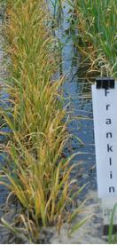Preliminary waterlogging rating of several barley genotypes Name Waterlogging tolerance Row type Hulless/Covered Barley class Origin Franklin Sensitive 2 Covered Malting Australia ZUG 95 Moderate