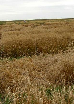 Affect of Seeding Rate on Lodging, Robust Barley, Langdon 6