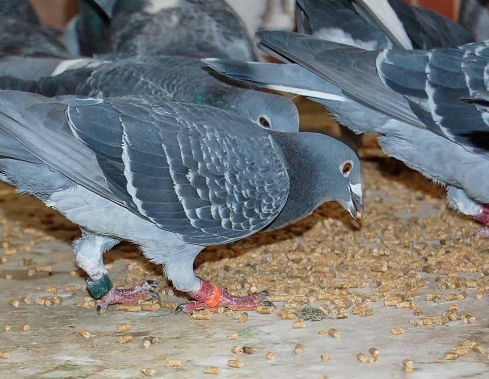Teurlings TQ mixes are tailored to the seasons and rich in all essential nutrients and building blocks. A good feed is a vital link in the chain of successful pigeon racing.