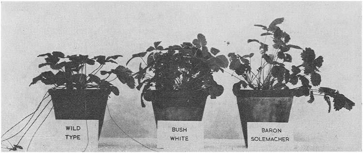 GENETICAL STUDY OF FRAGARIA VESCA FIG. 1. Typical plants of wild type Fragaria vesca and the Alpine varieties "Bush White" and "Baron Solemacher". red to as a "crown".