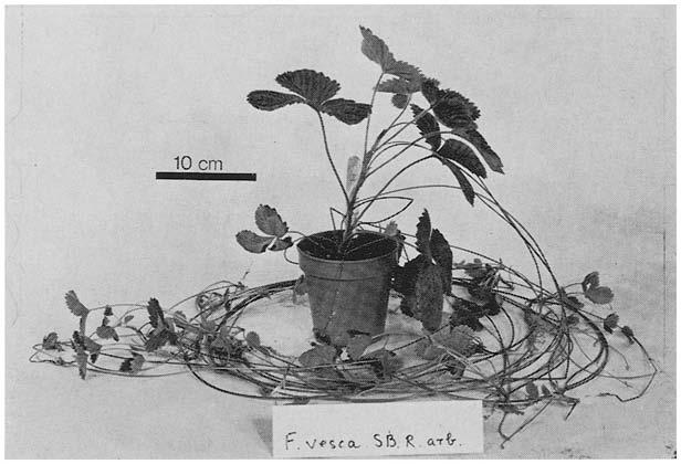 C. G. GUTTRIDGE Fig. 3. A long-stemmed, non-everbearing segregant from the same cross as in Fig. 2.