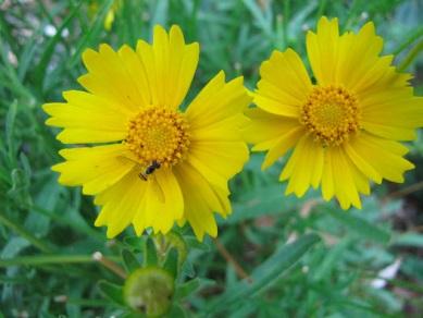 Converse County Conservation District Perennial Info Sheet Lanceleaf Coreopsis Coreopsis lanceolata Description: A clump forming perennial plant, with bright yellow, 1-2 inch diameter flowers forming