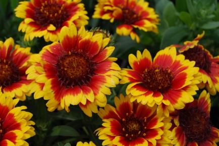Blanket Flower Gallardia aristata Description: A native perennial wildflower that grows to a height of 1-3 ft. and produces 2-3 inch yellow flowers with bright red centers from July September.