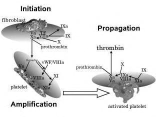 Inicijacija fibroblast Propagacija trombin protrombin protrombin trombin trombocit Amplifikacija aktivirani trombocit Shema 2: Ćelijski koncept koagulacije: Inicijacija na TF-prezentujućim ćelijama;