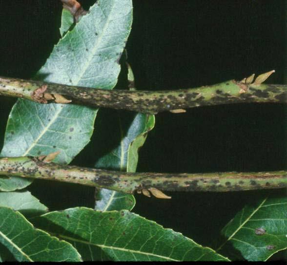 Pecan Scab on Twigs Lesions are