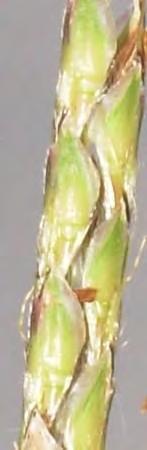 as the seeds mature the branches come apart and become fragile and readily break at the joints.