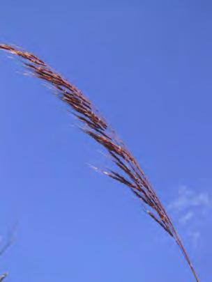 Sarga plumosum is a tufted, perennial grass 1-3 m tall. The stems have distinctive bearded nodes.