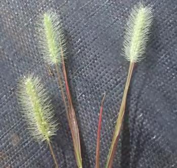 These bristles remain after the plump, ripe seeds fall. Pigeon grass is endemic to Australia and grows mostly on sandy soils of forest country.