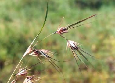 Themeda triandra is a tufted perennial grass; the local species in Townsville is 30-100 cm tall.