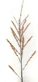 Types of grass inflorescences: Raceme and Spike The inflorescence is unbranched; the raceme has spikelets with pedicels,