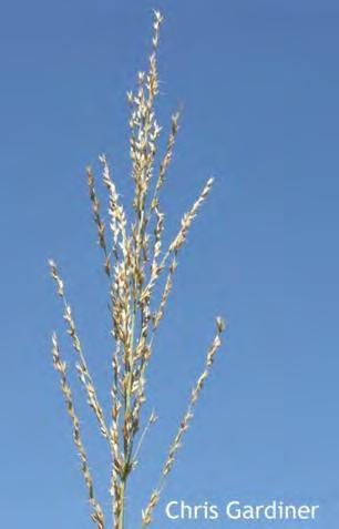 Arundinella nepalensis is a perennial, grass with rigid, erect stems to 2 metres tall, arising from a thick horizontal