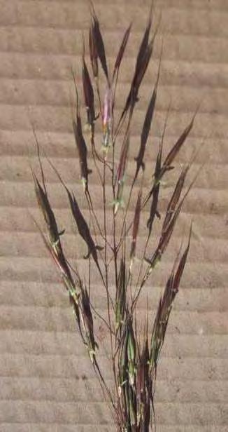 Chrysopogon fallax is an erect, tufted, perennial grass 30-150 cm tall.