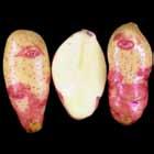 TRI-STATE SPECIALTY Tubers POR11PG2-2 WA Tri-State Specialty Trial Comments Tubers: Round to oblong tubers. Good skin set; moderate eye depth.