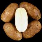 LTS Tubers Ranger Russet WA Late Harvest Tri-State Trial Comments Tubers: Oblong to long tubers.