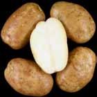 LTS Tubers A761-6 WA Late Harvest Tri-State Trial Comments Tubers: Round to oblong tubers. Good skin set; shallow eyes.