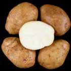 Reconditioned = relatively dark, uniform. A788-6 Tubers: Round to oblong tubers. Good skin set; shallow eyes.