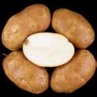 uniform; Reconditioned = light, non-uniform. A8422-2VRsto Tubers: Oblong tubers. Good skin set; moderate eye depth.