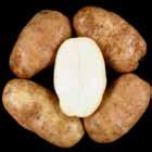 Reconditioned = light, non-uniform. A121-7TE Tubers: Oblong tubers. Good skin set; moderate eye depth.