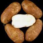 LRT Tubers Ranger Russet WA Late Harvest Regional Trial Comments Tubers: Oblong to long tubers.