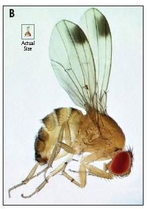 code=iqaqqka Spotted Wing Drosophila (SWD) Drosophila
