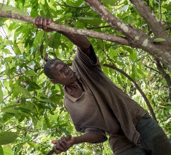 Sustainable Cocoa The challenges on the ground Future cocoa supply is at risk When wealth rises, there will be a