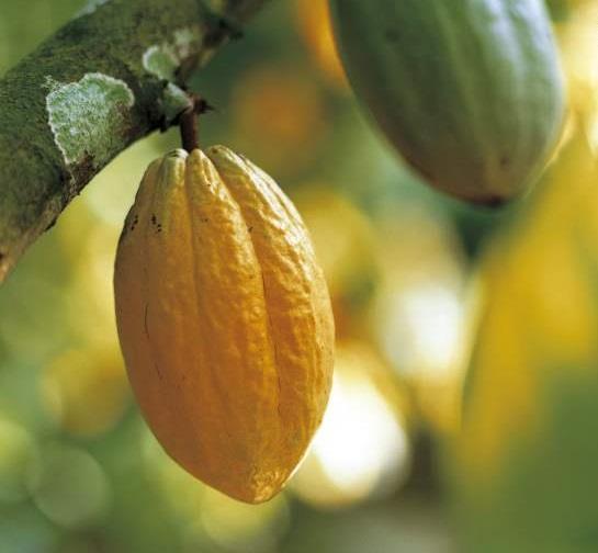 Growing cocoa Cocoa tree grows in warm and humid climate around equatorial belt